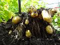 2013-0803-1230_Potatoes_21.7C